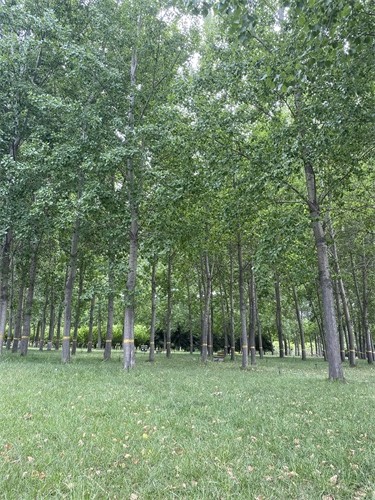 石家庄市科学有序开展春季植树造林工作 打造绿化美化精品片区 