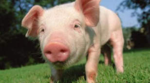 天康生物发布4月份生猪销售简报 销量环比下降6.42%